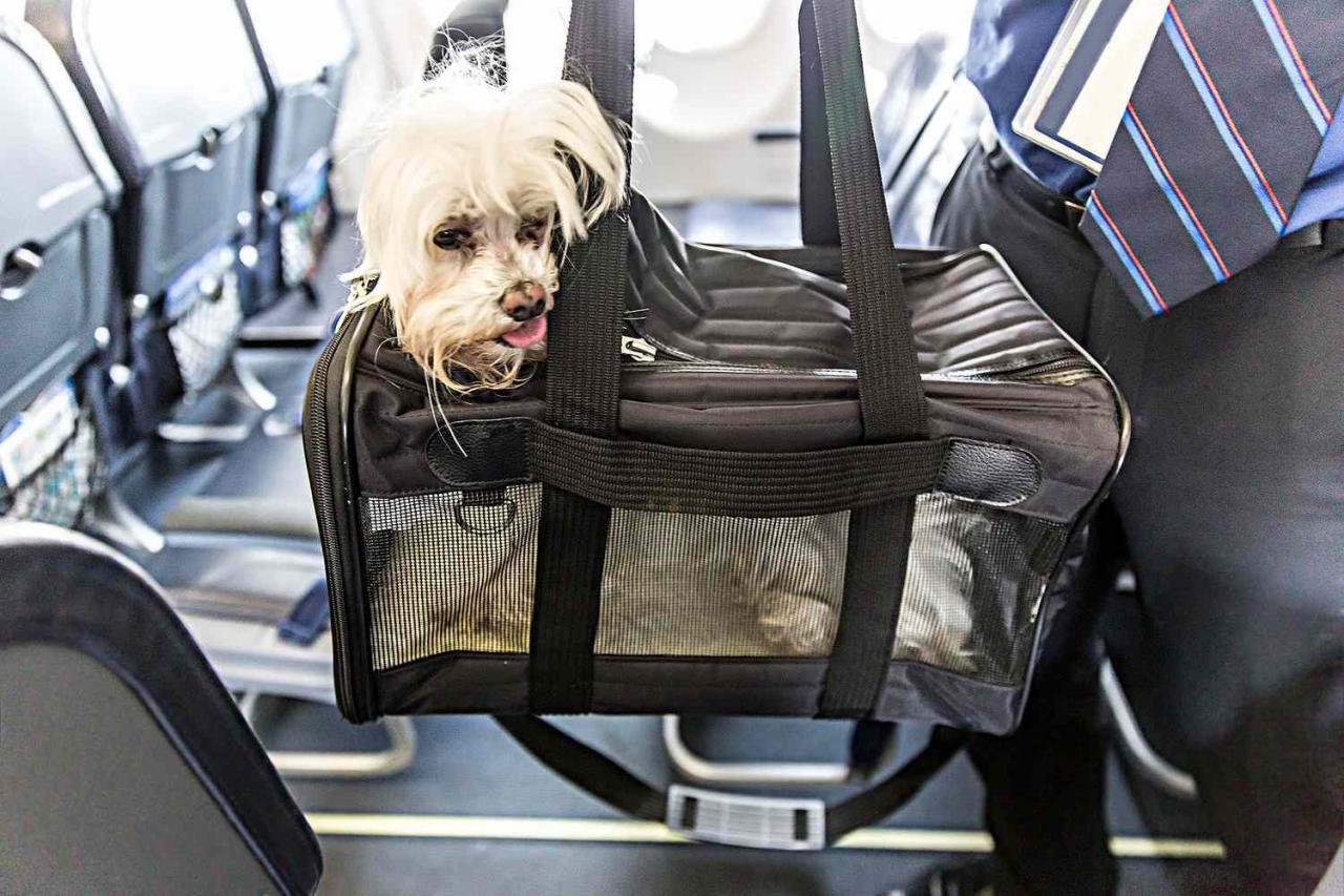 Your Guide For Traveling By Plane With Your Dog