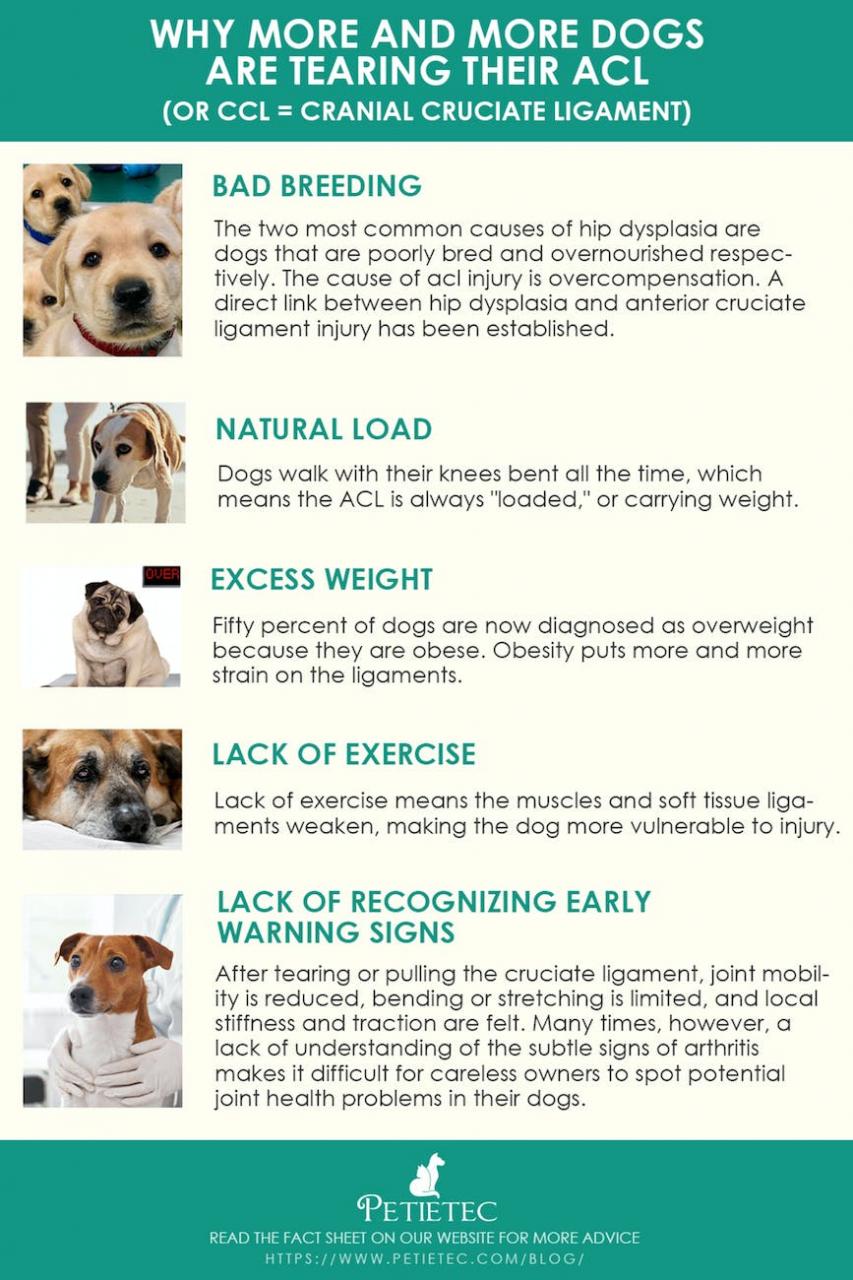 Why Do So Many Dogs Tear Both Acl？ How Do I Prevent My Dog'S Acl From  Tearing? | Petietec