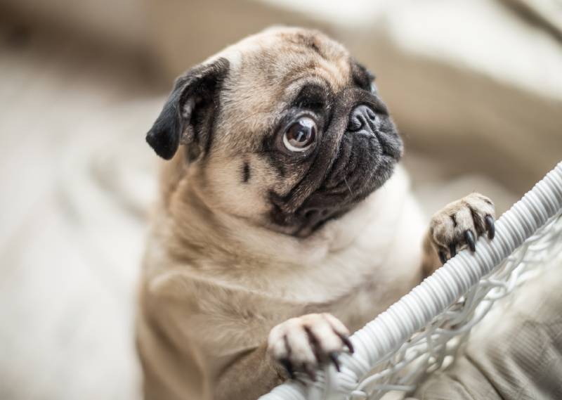 How Long Can Pugs Be Left Alone? What To Consider & Helpful Tips | Pet Keen