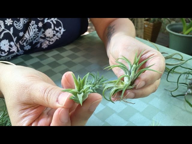 Air Plant Designs Presents: Removing Air Plant Pups - Youtube