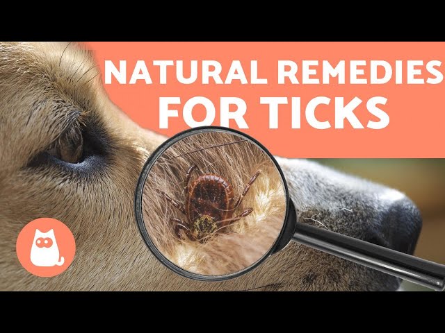Preventing And Removing Ticks In Dogs 🕷️ 4 Natural Remedies - Youtube