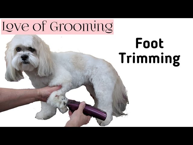 How To Wet Shave A Dog - Youtube