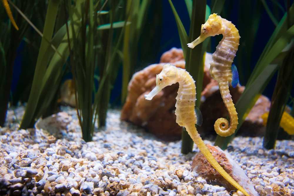 The Mystery Of Male Pregnancy And Birth In Seahorses | Discover Magazine