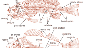 Fish - Reproduction, Spawning, Fertilization | Britannica