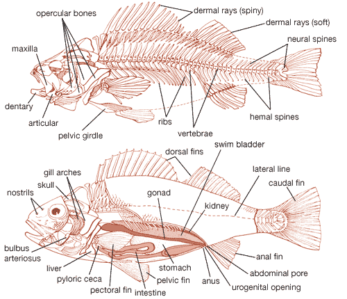 Fish - Reproduction, Spawning, Fertilization | Britannica