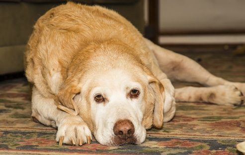 How Long Can A Dog Live With Arthritis? - Quality Of Life