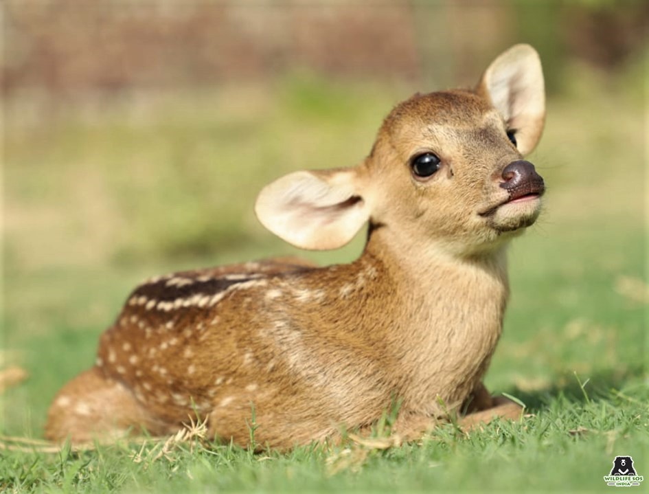 Endangered Baby Deer Rescued From Busy Road! - One Green Planet