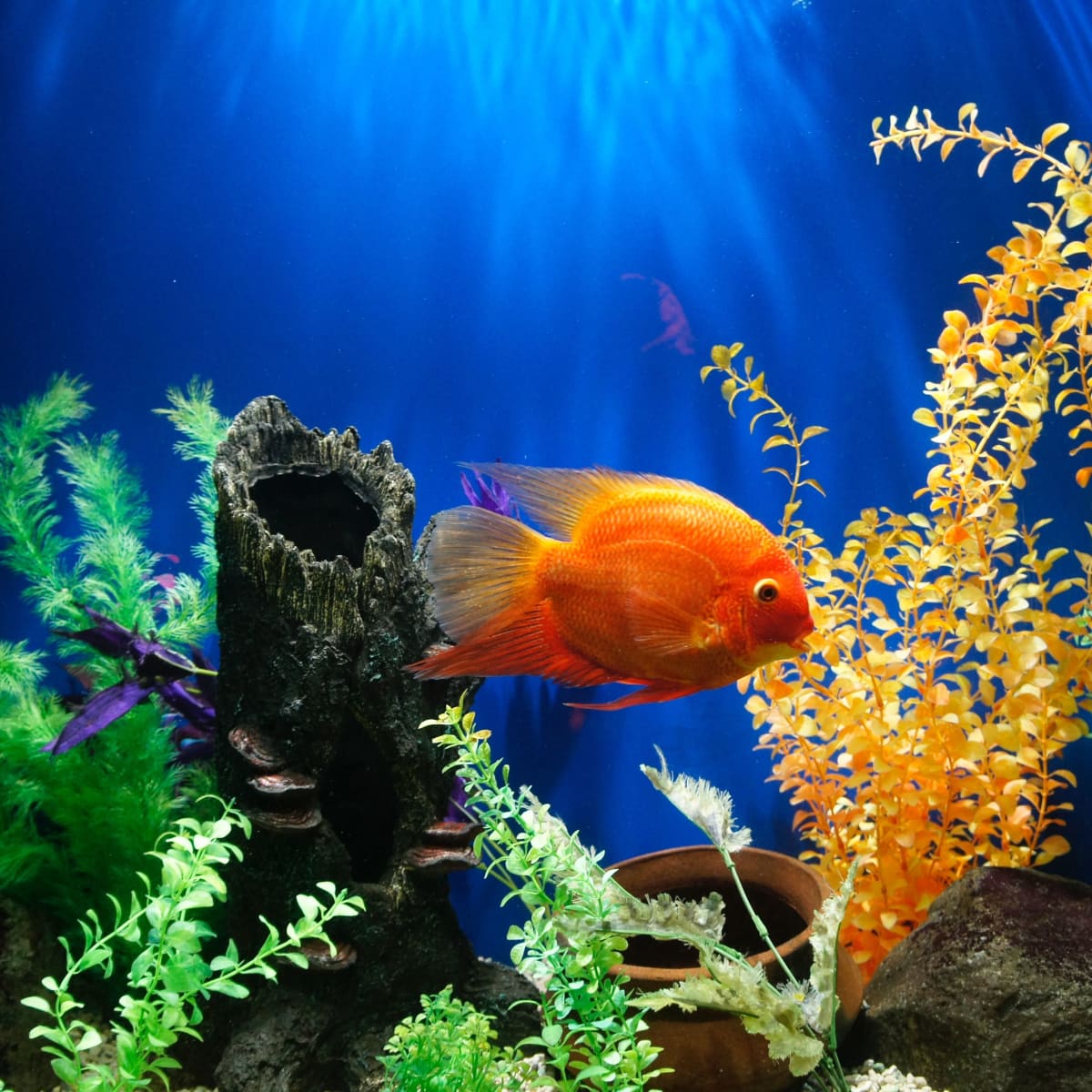 Tips For A Low-Maintenance Fish Tank - Pethelpful