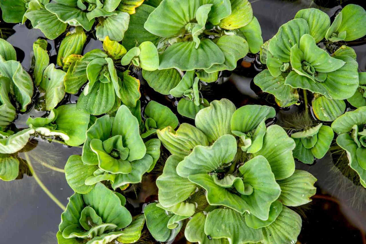 How To Grow And Care For Water Lettuce