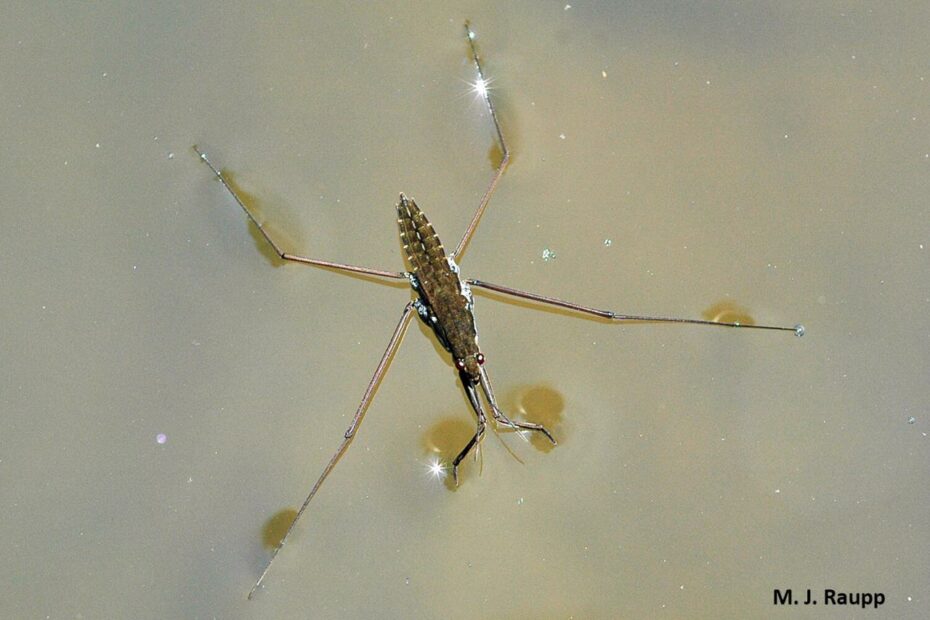 Walkin' On Water: Water Striders, Gerridae — Bug Of The Week