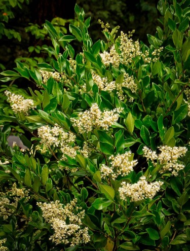 Privet Shrubs | Pros & Cons Of Privets | Buy Privets