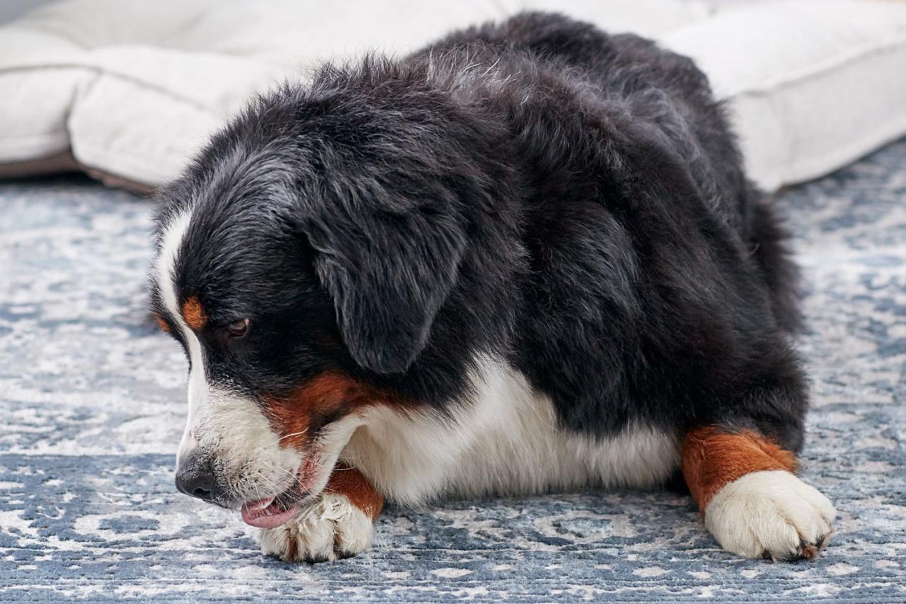 Why Do Dogs Lick Their Paws?