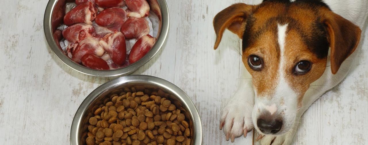 Will Feeding My Dog Liver Help With His Anemia?