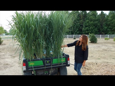 Planting the Most Glorious Ornamental Grasses!!! 😍🌾💚 // Garden Answer