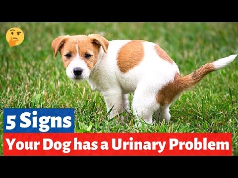 5 Signs that your Dog has a Urinary Problem | How to Spot Urinary Problems in your Dog?