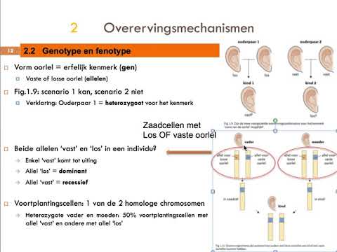 6NW [les 3] - Thema 3 - H.2 Overervingsmechanismen