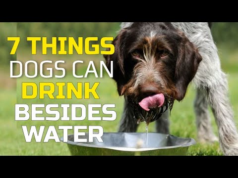 🐶🧊Can DOGS DRINK Anything Besides WATER?