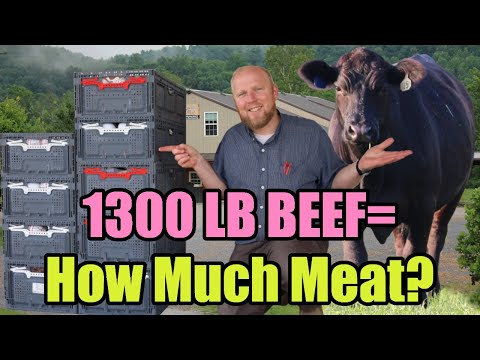 How Much Meat From a Whole Cow? (1300 Lb. Grain-Fed Beef)