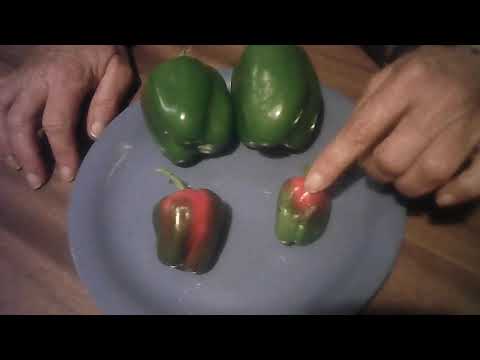 green bell peppers do turn red