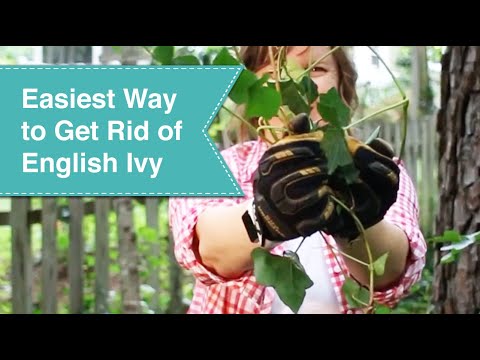 Easiest Way to Get Rid of English Ivy Forever