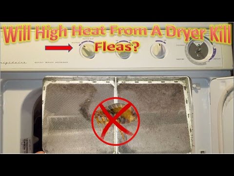 What Happens If You Put Flea Infested Clothes In The Dryer? | How To Treat Fleas Experiment