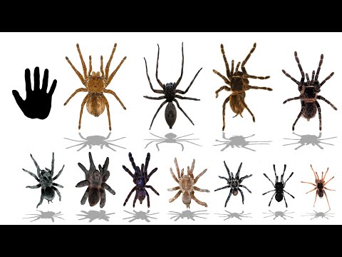 Top 20 Largest Spider Species | Explained