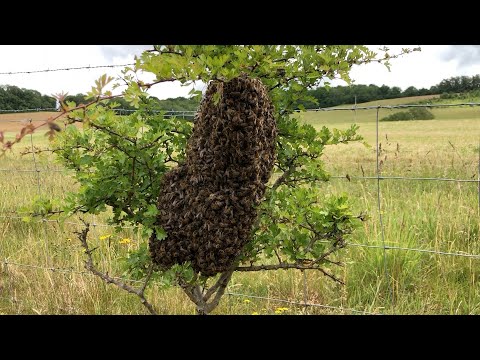 How To Catch & Re-home A Swarm Of Bees With Cotswold Bees