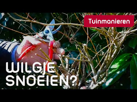 Het wilgje op stam: Hoe snoei je hem in de lente? | Tuinmanieren