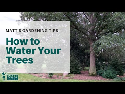 How to Properly Water Your Trees (Even During A Drought)