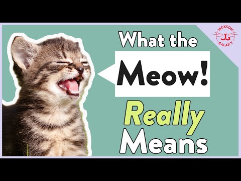 Cats' Meowing: Why They Meow & What it REALLY Means!