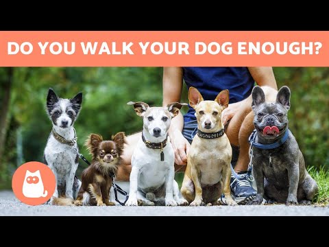 How Often Should You WALK YOUR DOG - Daily Exercise Tips
