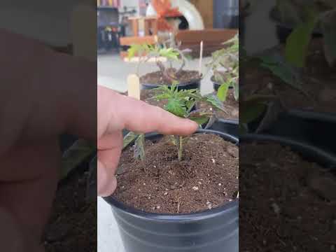 Tip When transplanting your Tomato plants to a larger container.