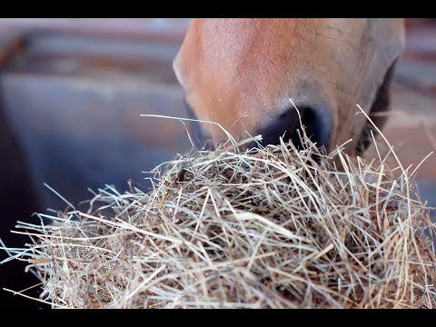 Hoeveel ruwvoer moet een paard en waarom is het belangrijk?