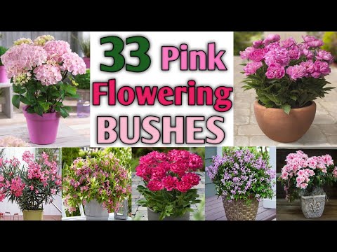 33 Pink Flowering Bushes for Garden | Pink Flowering Plants | Plant and Planting