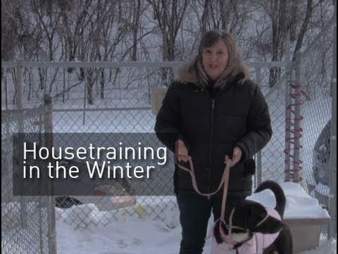 Pet Dish Pet Tips - Housetraining in the Winter