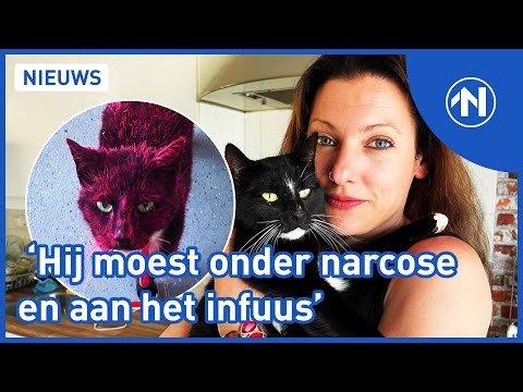 Kat ondergespoten met roze lakverf en snorharen afgeknipt