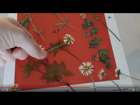 Bloemen drogen in de magnetron