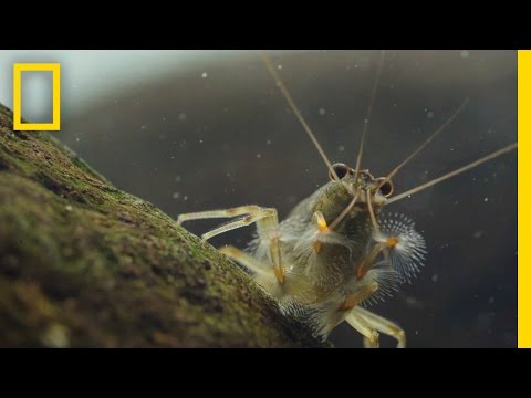 Thanks to Shrimp, These Waters Stay Fresh and Clean | Short Film Showcase